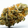 critical_kush