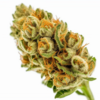 glueberry_og