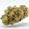 island_sweet_skunk
