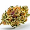purple_dog_bud