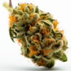 god_bud