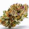 purple_cheese