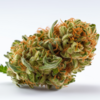 master_kush