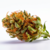 sour_diesel