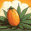 papaya_kush_main