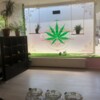 candybuds_hh