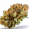 orange_bud