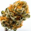 green_crack