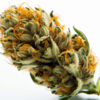 kush_kush