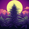 purple_haze_main