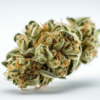 amnesia_haze
