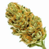 headband
