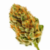 chocolope