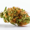 white_rhino