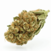 jack_herer