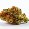 mango_haze