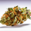 papaya_kush