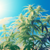 super_silver_haze_main