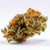 peyote_critical