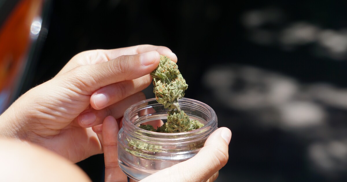 Cannabis richtig lagern Darauf musst du achten Cannabis Compass