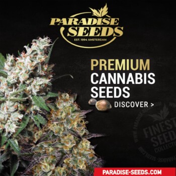 paradise_seeds_werbung