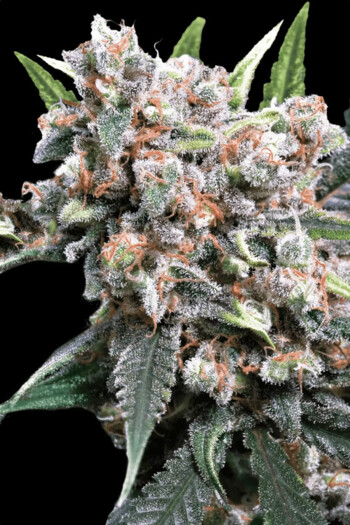 Paradise-Seeds-Auto-Wappa-Cannabis-Seed