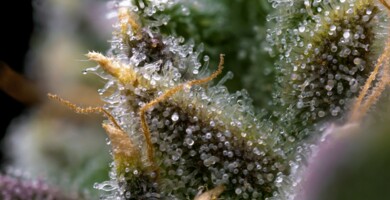 trichome_auf_einer_cannabis_bluete