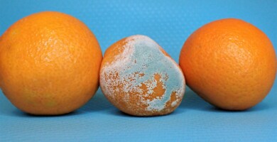 Drei Mandarinen von denen die mittige schimmelig ist vor blauem Hintergrund