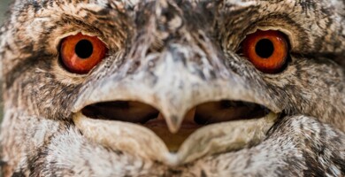 greifvogel_mit_roten_augen