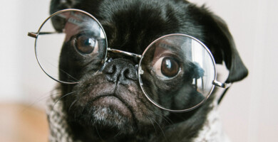 Schwarzer Mops mit Pullover und Brille der in die Kamera schaut