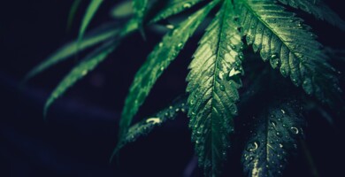 cannabis_blatt_mit_wassertropfen_vor_schwarzem_hintergrund