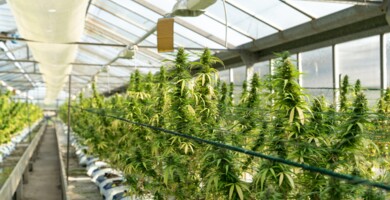 grosses_gewaechshaus_mit_cannabis_pflanzen_im_vordergrund