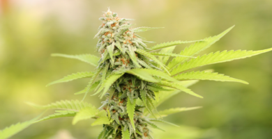 Cannabispflanze in Blüte vor verschwommenem Hintergrund