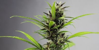 Grüne Cannabispflanze vor einem grauen Hintergrund