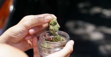 Eine Person die ein Glas mit Cannabisblüten hält und eine Blüte aus dem Glas entnimmt vor dunklem Hintergrund