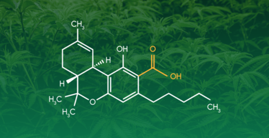 THC vs. THCA