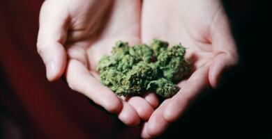 Hände die mehrere Cannabisblüten halten vor schwarzem Hintergrund
