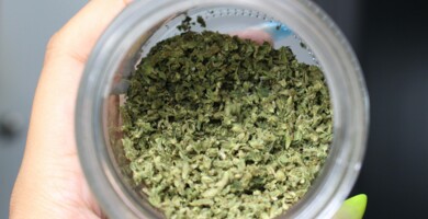 Hand die ein Glas hält in welchem sich gegrindetes Cannabis befindet