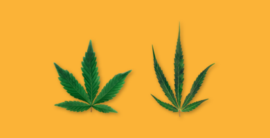 Indica und Sativa Hanfblatt auf einem gelben Hintergrund