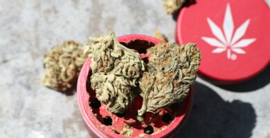 Cannabisblüten die auf einem roten Grinder liegen welcher auf einem Tisch liegt