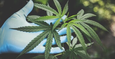 Hand_mit_blauem_handschuh_beruehrt_cannabisblaetter