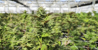 cannabis_plantage_in_einem_anbauverein