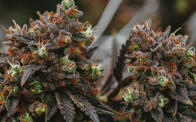 Reife_Cannabis_Pflanze_welche_bereit_ist_geerntet_zu_werden