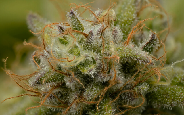 Nahaufnahme einer Cannabisblüte inklusive Trichome