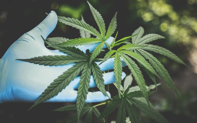 hand_mit_blauem_handschuh_welche_eine_cannabispflanze_inspiziert