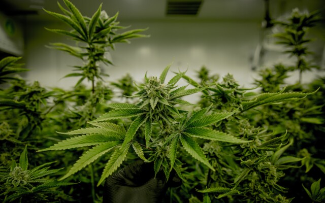 cannabispflanze_in_einem_growingzelt_unter_einer_growinglampe