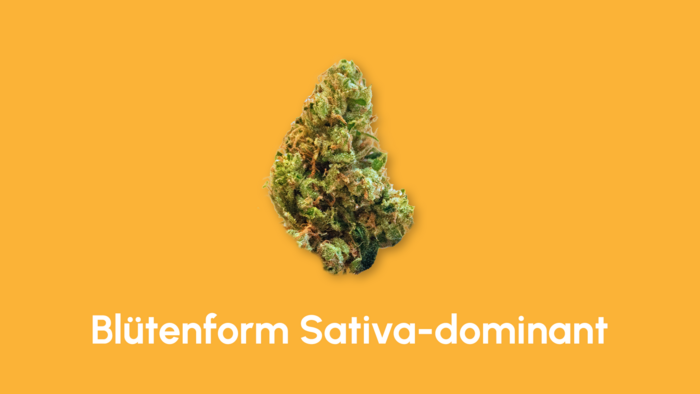 sativa_blüte