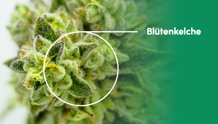 Detailaufnahme von Blütenkelchen einer Cannabispflanze