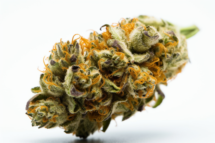 critical_kush