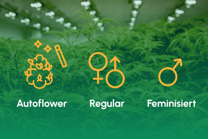 Samenwahl_Autoflower_Regular_Feminisiert